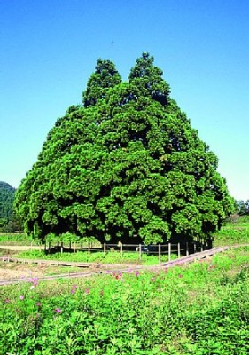 天然杉の「小杉の大杉」