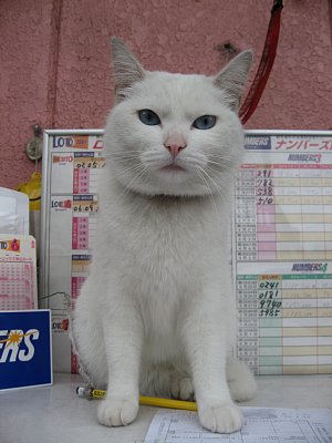 2代目まこちゃんの御利益で高額当選者続出!?