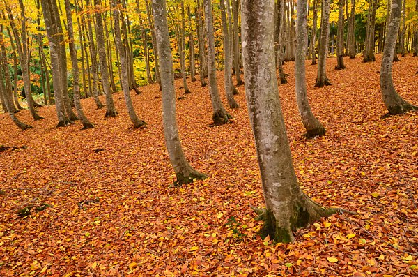 絶景の紅葉 美人林 落ち葉の絨毯を踏みしめながら散策も Newsポストセブン