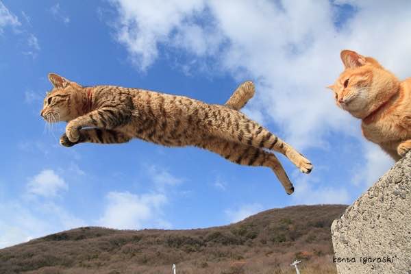 タモリ倶楽部で話題の飛び猫 躍動感が魅力 と動物写真家 Newsポストセブン