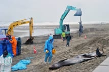 イルカ大量死は大地震の予兆か　事例多く偶然の一致といえず