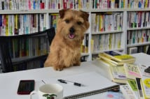 犬が広報部長の会社　打ち合わせに来てもらえるなどの利点も