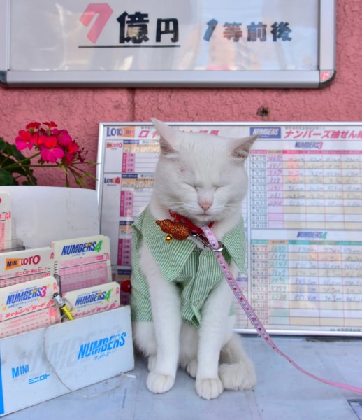 写真 3億円出た宝くじ売り場の招福猫 私がいるからニャ と自慢 Newsポストセブン Part 2