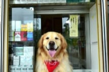 タバコ店看板犬　来客に興奮し勢い余りガラス戸を割ることも