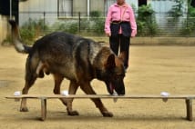 警察犬のお仕事　埼玉県でもっとも多いのは行方不明者の捜索