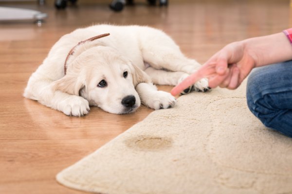 家に来た猫と犬は初めはほめることが大事（Ph:Thinkstock/Getty Images）