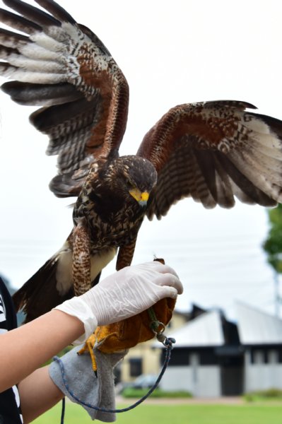 「武雄市の宝」と称えられる鷹のポン太郎