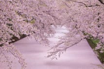 青森県・弘前公園　わずかな期間しか見られない「桜の絨毯」