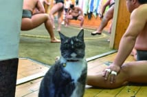 相撲部屋の猫親方・モル