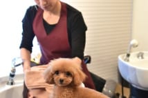 小顔サロンの受付兼セラピー犬　同僚セラピストに恋