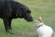 震災で亡くなった福島県の犬は2500匹　残されたペットは今…