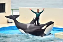 神経質な水族館のシャチ　メンタル面の調整が必要なことも