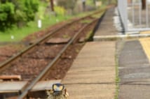 勤務時間はフリーの広島の猫駅長「りょうま」