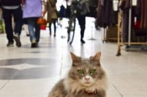 広島県路地裏観光課の美人猫課長・ララ