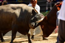 越後の「牛の角突き」　神事のため全部引き分けで終わる