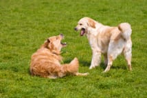 飼い主の思いは募る