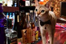 『BAR猫』の猫バーテンダー・あくび