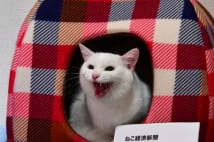 『ねこ経済新聞』の猫編集長・アグリ