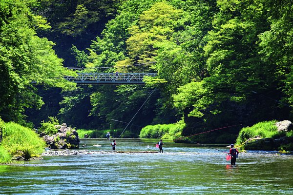 多摩川の中流域で江戸前アユ豊漁 竿釣りで1日100匹も Newsポストセブン