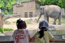 動物園のゾウは1頭3000万円、キリンは1700万円