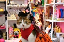 石川県の猫ファッション用品店　ねこ店長のハロウィンコス