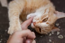 愛猫に噛まれる原因は「なでる時間が長すぎ飽きた」か「ヘタ」