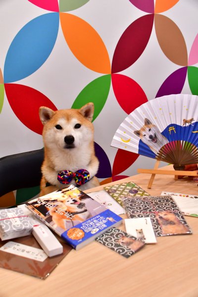 京都の和紙専門店 広報部長の柴犬 かわいい蝶ネクタイ姿 Newsポストセブン