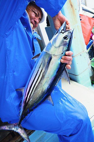 カツオの一本釣り漁に密着