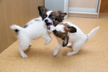 犬のけんか　手を出すのは×、それぞれの視界を遮るのが◎