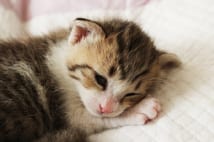 ペットの健康を飼い主が日常の中で意図せず害している行為