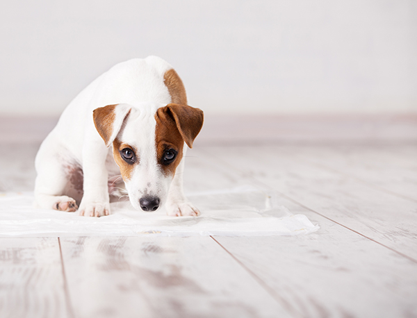 犬の食糞 食事量の見直しやストレス解消でやめさせられる Newsポストセブン