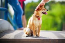 新たに譲られた成犬でも躾は可能　まずはトイレと寝る場所から