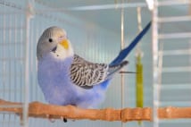 飼いやすい鳥はしつけ要らずのセキセイインコやオカメインコ