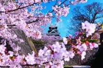 八代亜紀　思い出の熊本城の桜に「一日も早く元の姿に」