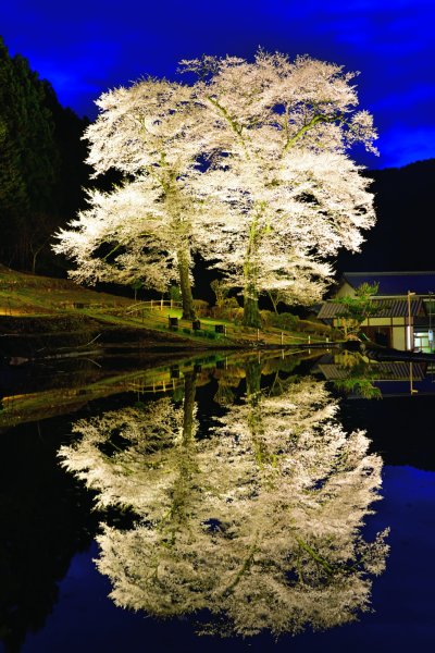 梅沢富美男が選ぶ花見スポットは水面に浮かぶ幻想的夜桜 Newsポストセブン