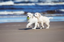 犬社会に溶け込めない犬が増加でパピーパーティーが人気