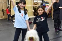 舞台『アニー』に4年連続に出演する女優犬・オズ