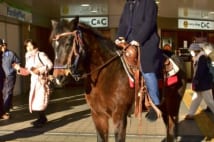 馬カフェの馬　自転車と同じ扱いで客を乗せて駅前にも出没