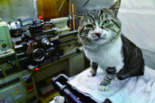 ボス猫から工場長に転職