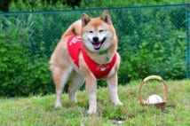 始球式のボールを運ぶ柴犬　今季で10年、47試合働いた