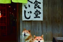 日光の古民家食堂を猿や鹿や猪などから守る柴犬の夫婦