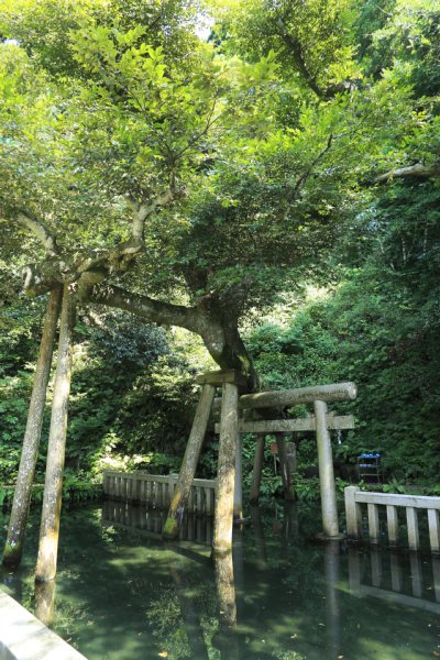 学業や仕事、勝負事で成功を願う人が多く訪れる鹿島神宮