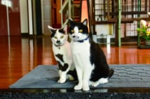 新潟県の温泉宿の屋根裏で生まれた猫2匹　女将と番頭に抜擢