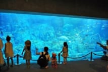 水族館の年パス事情　2回で元が取れるうえお得な割引特典も