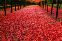 京都の写真家が厳選、今年見るべき京都絶景紅葉スポット