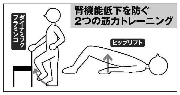 腎機能低下を防ぐ筋力トレーニング