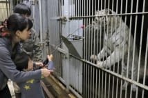 ホワイトタイガーの餌やり等動物園バックヤードツアーが人気