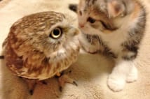 猫とフクロウの奇跡のカップル誕生秘話