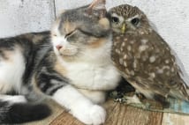 猫のマリモとフクロウのフクが仲良しになった理由