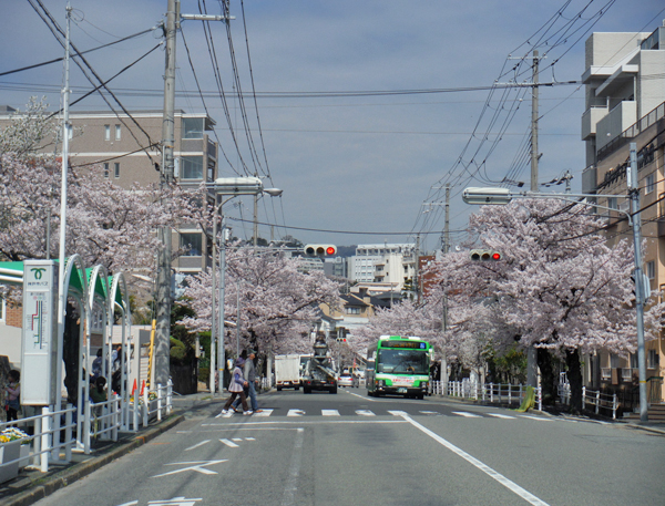 桜並木にくくりつけられた1通の手紙が奇跡を読んだ